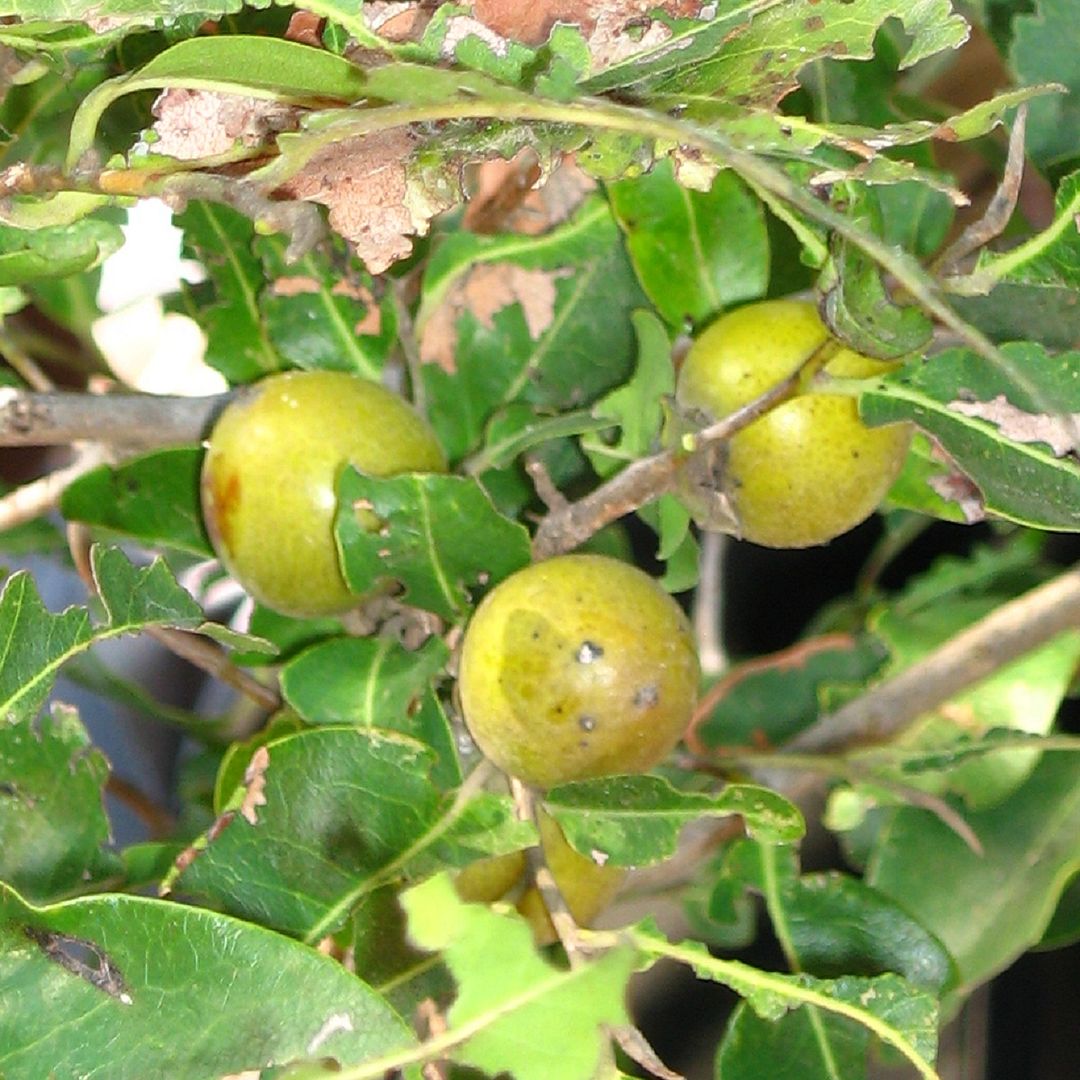 Polynesian Produce Stand Jakkalberry Bushveld Persimmon AFRICAN EBONY Sweet Fruits Rare Tree